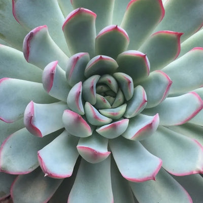 Ma Plante