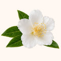 Fleur de Thé